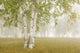Birch Trees In The Fog Wall Mural