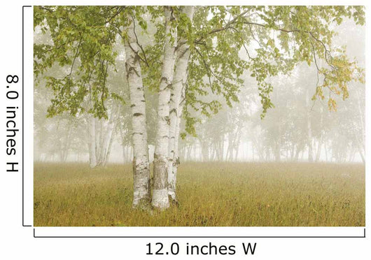 Birch Trees In The Fog Wall Mural