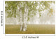 Birch Trees In The Fog Wall Mural