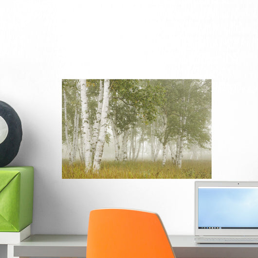 Birch Trees In The Fog Wall Mural