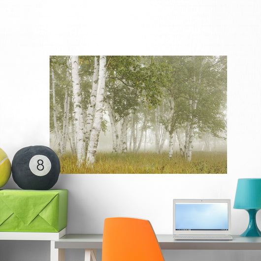 Birch Trees In The Fog Wall Mural