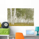 Birch Trees In The Fog Wall Mural