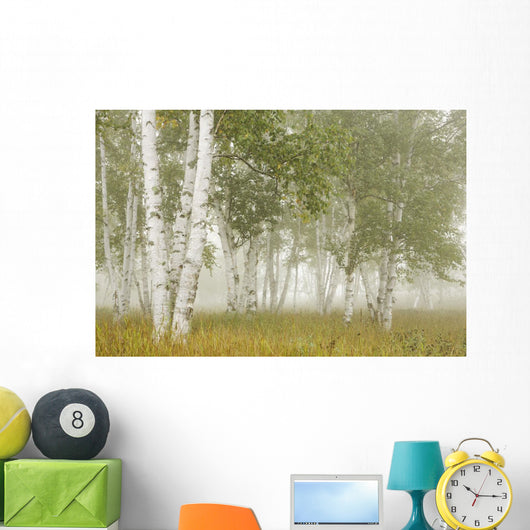 Birch Trees In The Fog Wall Mural