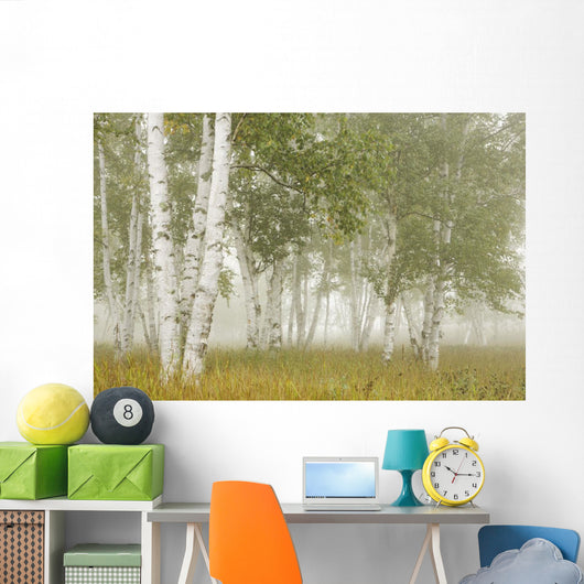 Birch Trees In The Fog Wall Mural