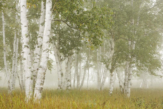 Birch Trees In The Fog Wall Mural