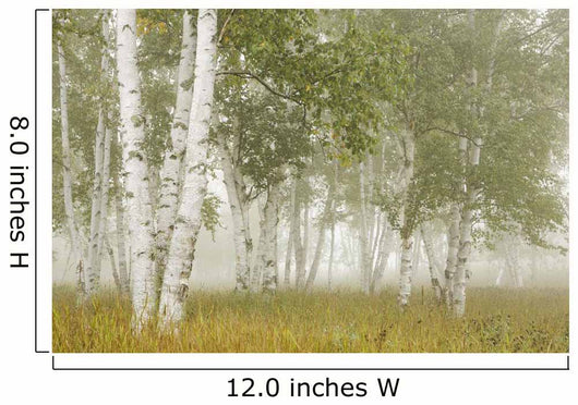Birch Trees In The Fog Wall Mural
