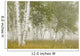 Birch Trees In The Fog Wall Mural