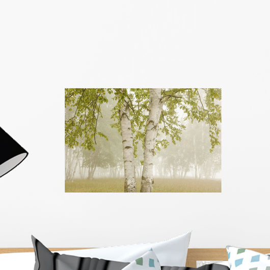 Birch Trees In The Fog Wall Mural