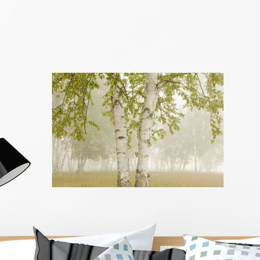 Birch Trees In The Fog Wall Mural