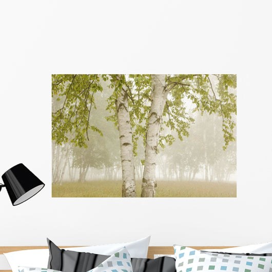 Birch Trees In The Fog Wall Mural