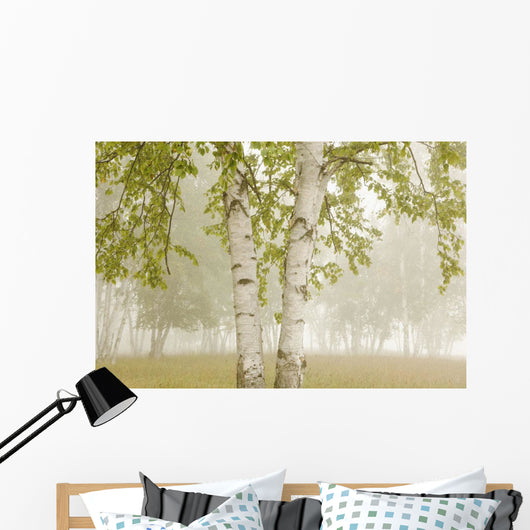 Birch Trees In The Fog Wall Mural
