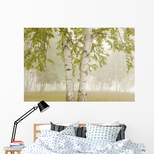 Birch Trees In The Fog Wall Mural