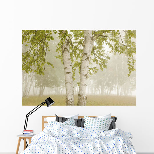 Birch Trees In The Fog Wall Mural