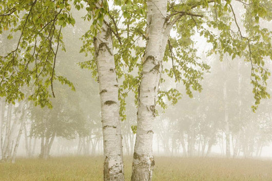 Birch Trees In The Fog Wall Mural