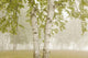 Birch Trees In The Fog Wall Mural