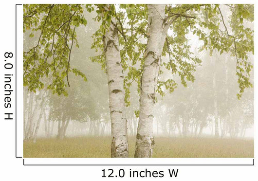 Birch Trees In The Fog Wall Mural