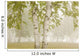Birch Trees In The Fog Wall Mural
