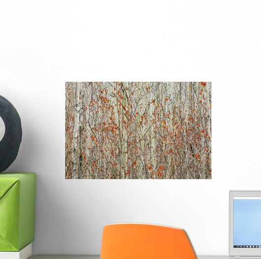 Spring Buds Against Birch Trees Wall Mural