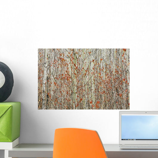 Spring Buds Against Birch Trees Wall Mural