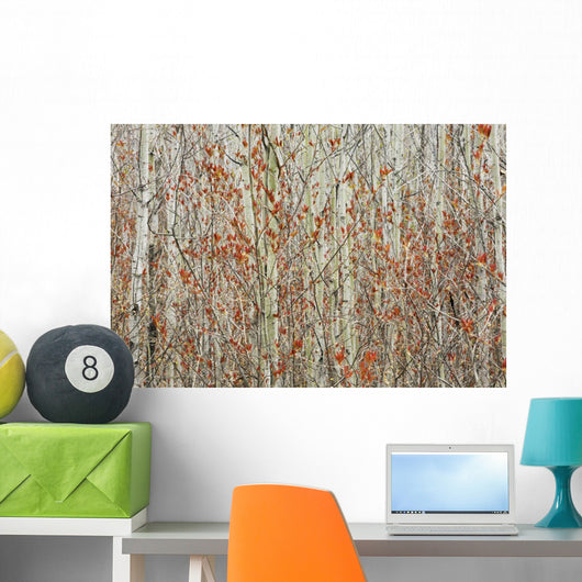 Spring Buds Against Birch Trees Wall Mural
