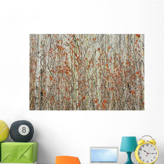 Spring Buds Against Birch Trees Wall Mural