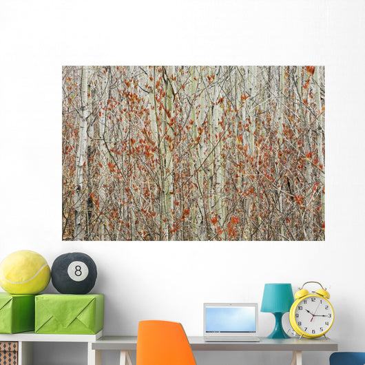 Spring Buds Against Birch Trees Wall Mural