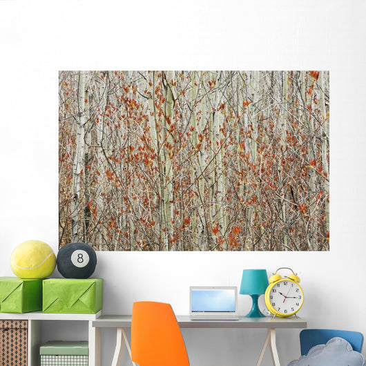 Spring Buds Against Birch Trees Wall Mural
