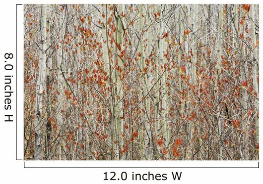 Spring Buds Against Birch Trees Wall Mural