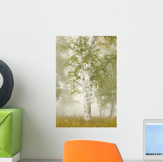 Birch Trees In The Fog Wall Mural