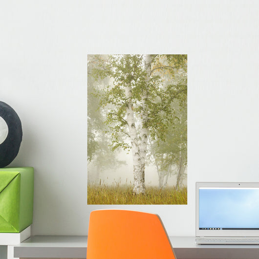 Birch Trees In The Fog Wall Mural