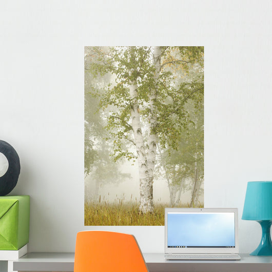 Birch Trees In The Fog Wall Mural