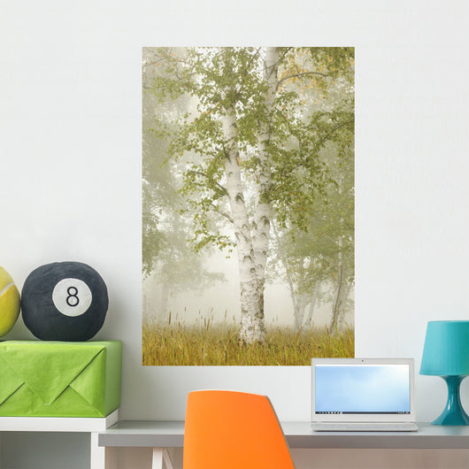 Birch Trees In The Fog Wall Mural