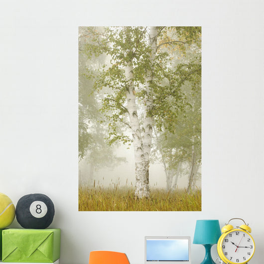 Birch Trees In The Fog Wall Mural