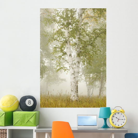 Birch Trees In The Fog Wall Mural