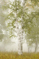 Birch Trees In The Fog Wall Mural