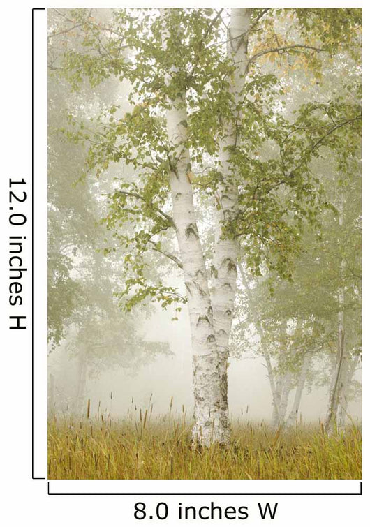 Birch Trees In The Fog Wall Mural