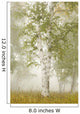 Birch Trees In The Fog Wall Mural