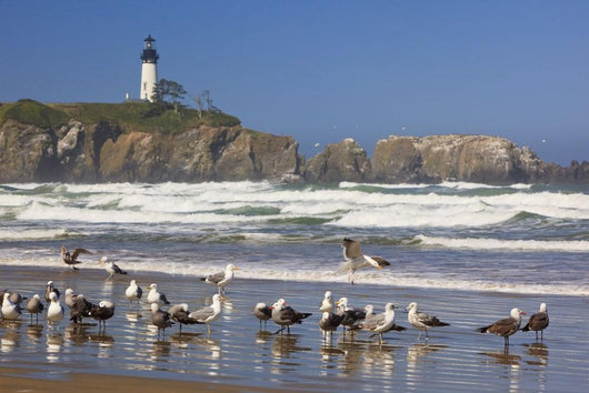 Seagulls On The Beach And Yaquina Head Lighthouse On The Oregon Coast Wall Mural