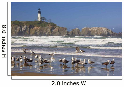 Seagulls On The Beach And Yaquina Head Lighthouse On The Oregon Coast Wall Mural