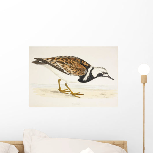 A Turnstone Arenaria Interpres From A 19Th Century Print Circa 1877 Wall Mural