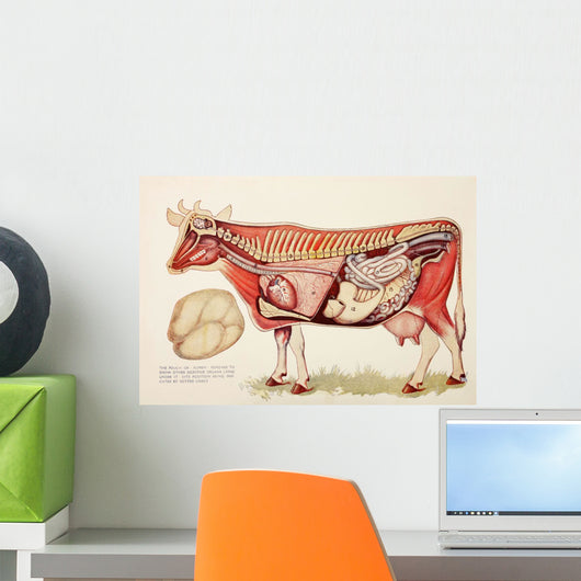 Internal Organs Of A Cow Wall Mural