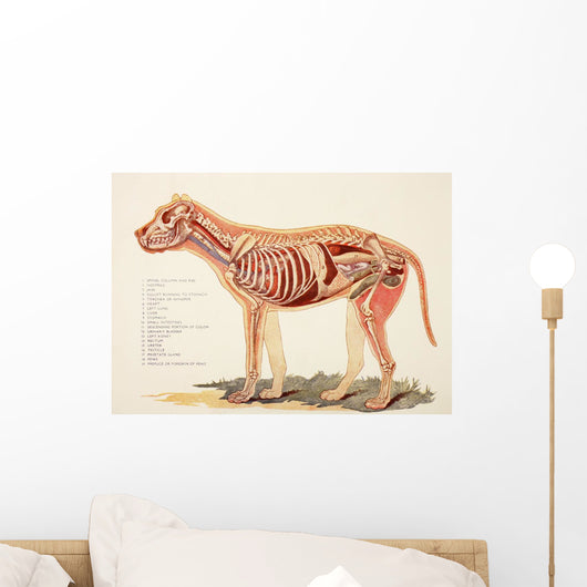 Internal Organs Of A Male Dog Wall Mural