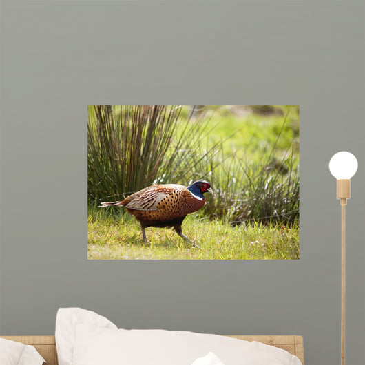 Pheasant Wall Mural