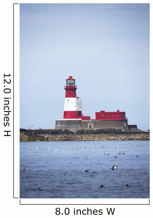 Longstone Lighthouse And Guillemot In The Water Wall Mural