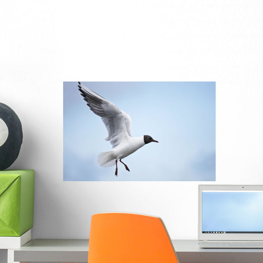 Bonaparte's Gull in flight, Farne Islands, Northumberland, England Wall Mural