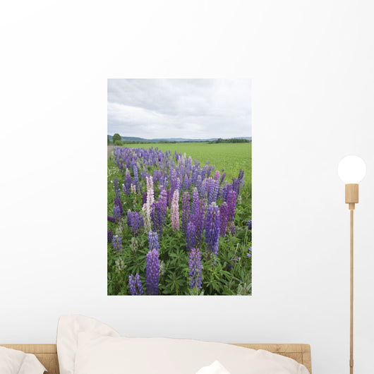 Lupines In A Field With Mountains In The Distance Wall Mural