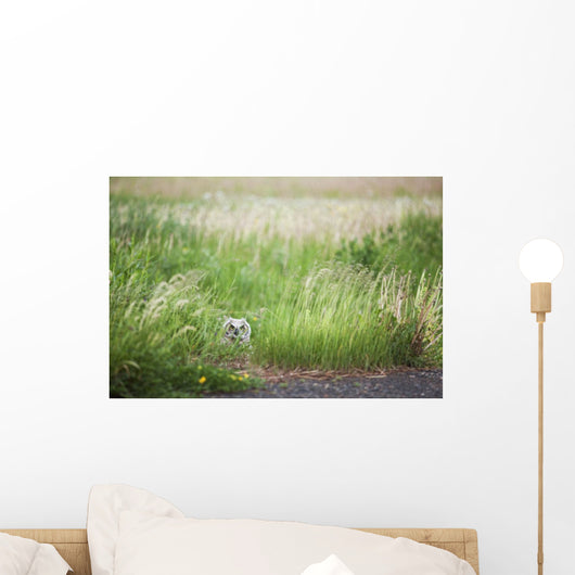 Owl In The Grass Wall Mural