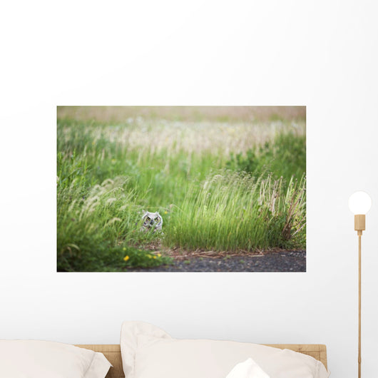 Owl In The Grass Wall Mural