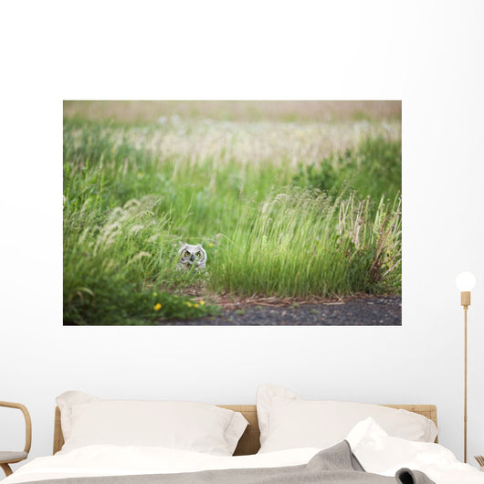 Owl In The Grass Wall Mural