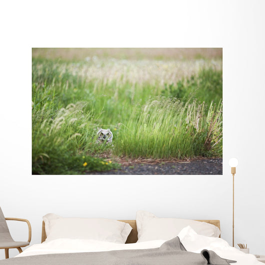 Owl In The Grass Wall Mural